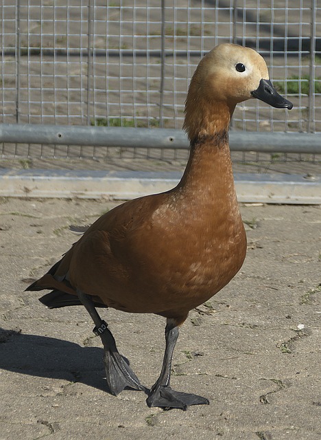 靴奖